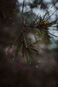 Close-up of raindrops on pine tree