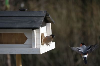 View of birds on building