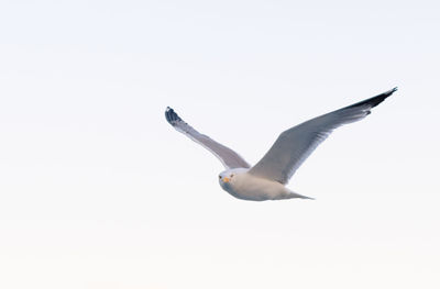 Low angle view of seagull flying