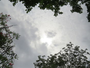 Low angle view of tree against sky