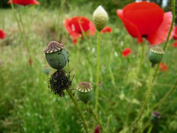 Close-up of red poppy flowers on field