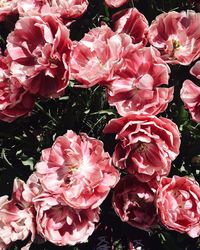 Close-up of flowers