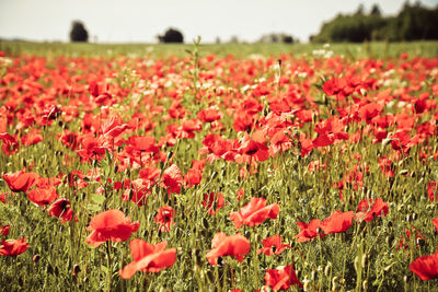 Close-up of red poppy flowers blooming in field