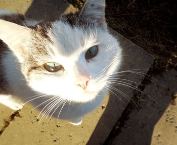 Close-up portrait of cat