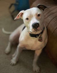 High angle portrait of dog at home