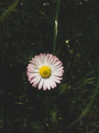 Close-up of pink flower