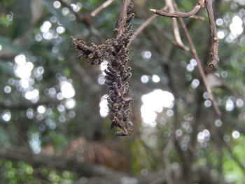 Low angle view of lizard on tree