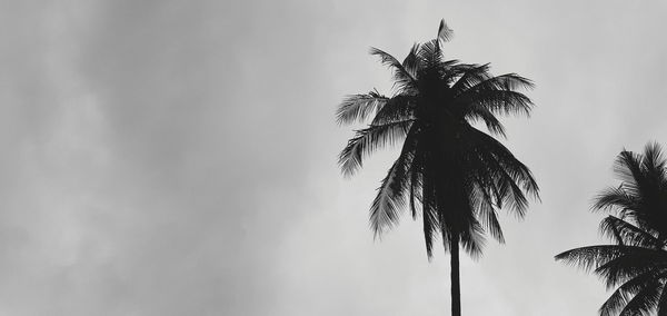 Low angle view of palm tree against sky