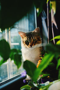 Cat sitting on a window