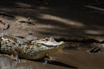 High angle view of crocodile on land
