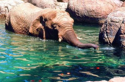 Elephant in water