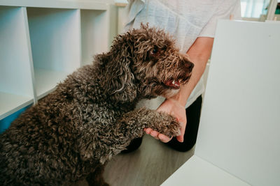 High angle view of dog at home