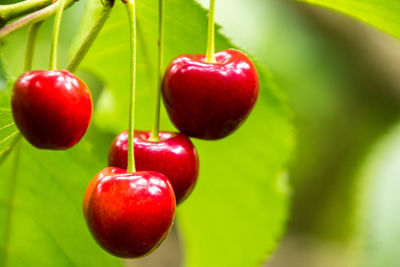 Close-up of tomatoes growing on plant