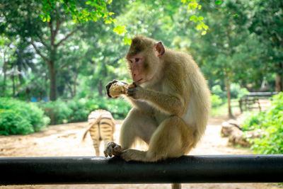 Monkey sitting on tree