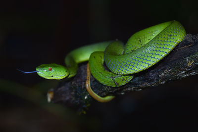 Close-up of green snake