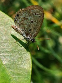 Close-up of butterfly on leaf