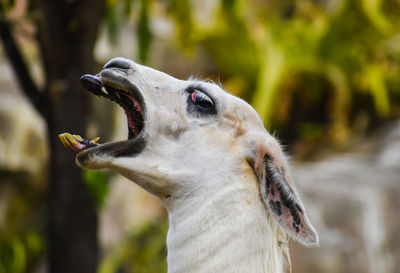 Close-up of a dog