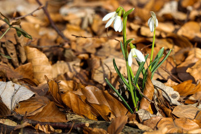 Close-up of dry leaves on plant