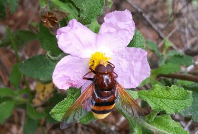 Close-up of bee pollinating on flower