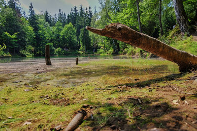 View of a reptile in a forest