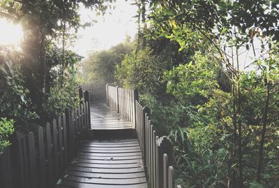 Empty footpath amidst trees in park