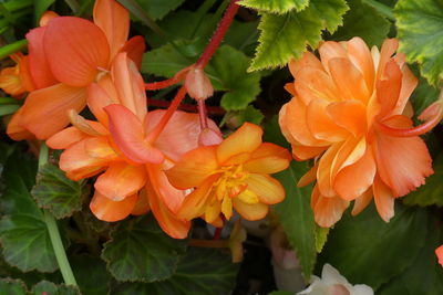 Close-up of orange flowering plant