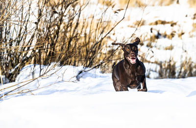 Dog on snow covered land