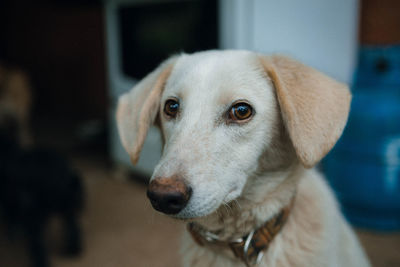 Close-up portrait of dog at home