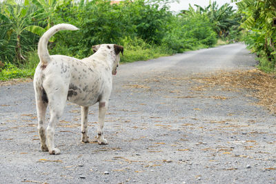 View of dog standing on road