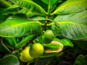 Close-up of fresh fruits on tree
