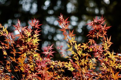 Close-up of autumnal leaves on plant