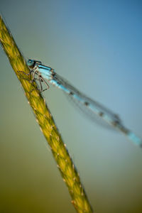 dragonflies and damseflies