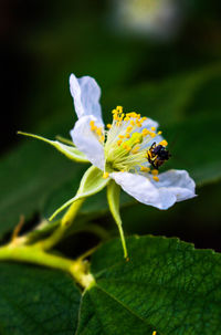 Close-up of bee on flower