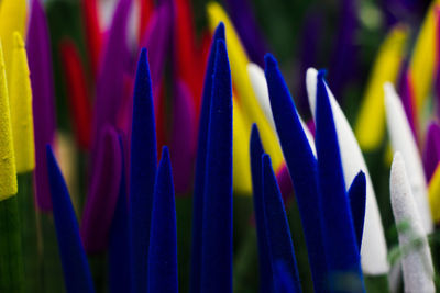 Close-up of colorful balloons