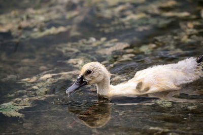 Close-up of duck swimming in lake