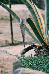 Close-up of insect on plant