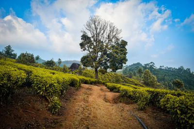 Scenic view of landscape against sky