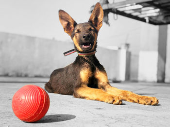 Portrait of dog relaxing on ball