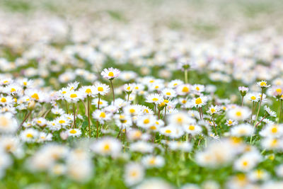 Close-up of white flowering plants on field