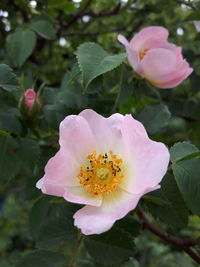 Close-up of pink flower