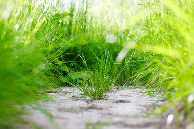 Close-up of fresh green grass