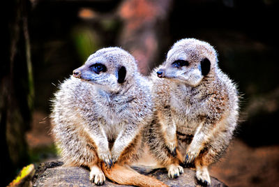 Meerkats looking away