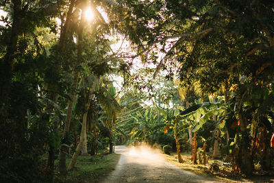 Road amidst trees in forest