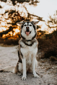 Portrait of dog on field