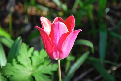 Close-up of pink rose flower