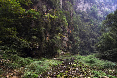 Scenic view of forest