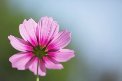 Close-up of pink flower blooming outdoors