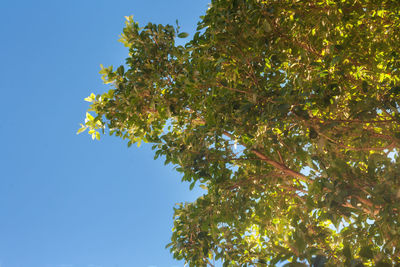 Low angle view of trees against clear sky