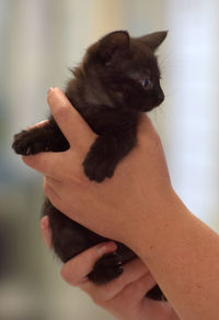 Midsection of woman holding cat