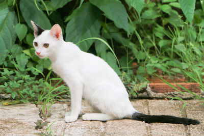 White cat looking away on field